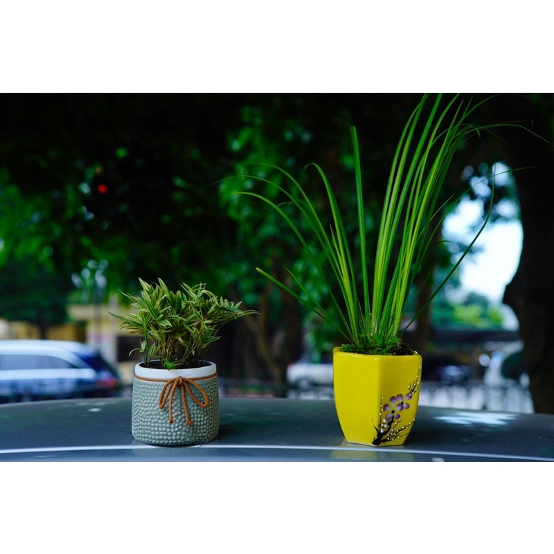 Trúc phát tài, trúc tăm, trúc để bàn trà, trúc để văn phòng