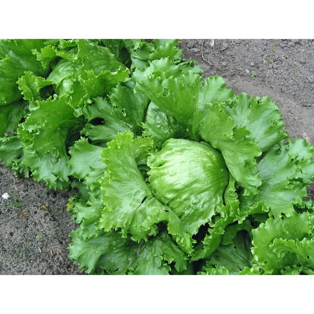 Hạt Giống Xà Lách MINETTO Pháp - Xuất xứ ITALIA