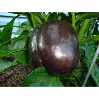 5H - Hạt giống ớt chuông socola