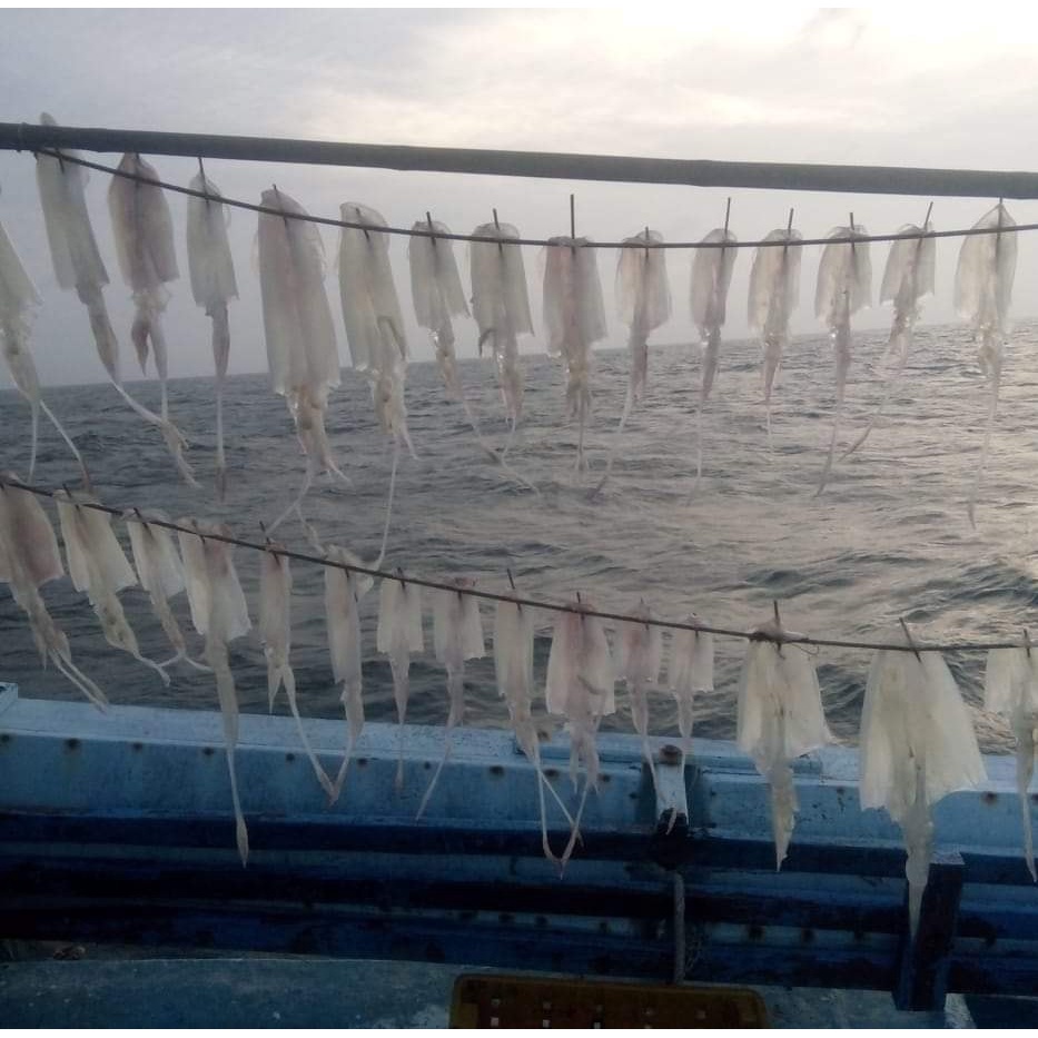 Mực khô câu Quỳnh Lưu 💥 SIÊU NGON 💥 mực khô câu đặc sản nghệ an, món ăn ưu thích trong nhiều gia đình ( loại 6-8con/1kg) | BigBuy360 - bigbuy360.vn