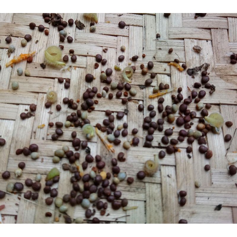 Gói 50 hạt giống hoa móng tay màu tím huế