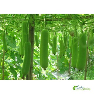10 hạt giống bầu trắng xtra tặng kèm phân và kích mầm