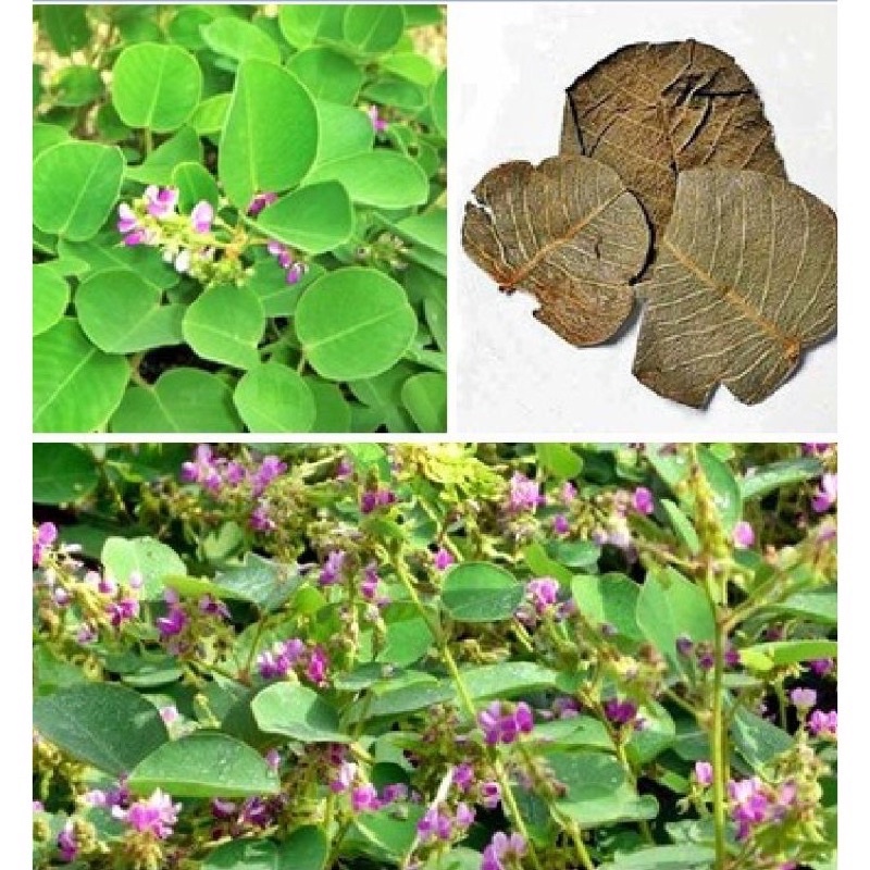 Hạt giống Kim tiền thảo  gói 50 hạt
