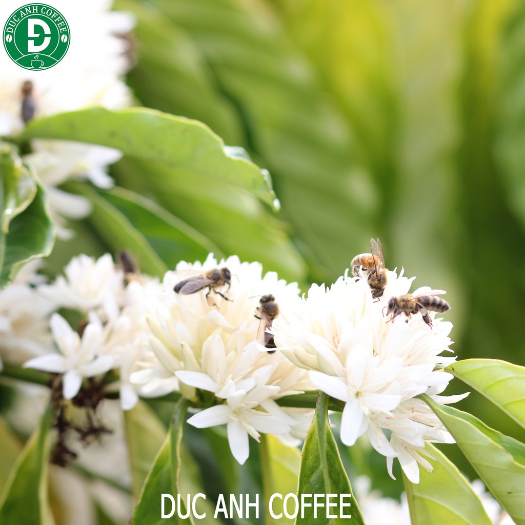 Mật ong nguyên chất hoa cafe tự nhiên mật nguyên chất 100% tăng sức đề kháng - công ty cà phê Đức Anh