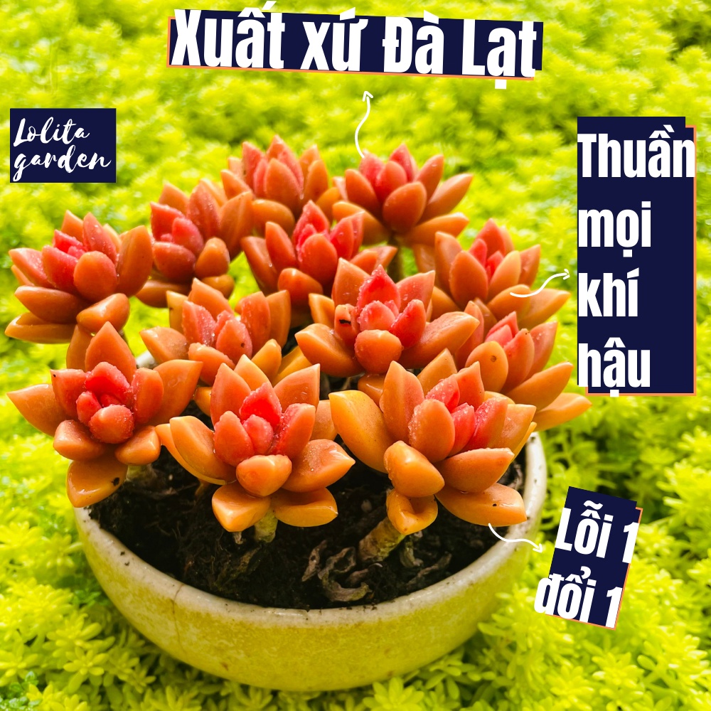Sen đá đá nâu cổ thụ full nắng mưa Đà Lạt 5 cây size mini, cây cảnh trang trí nhà cửa Lolita garden