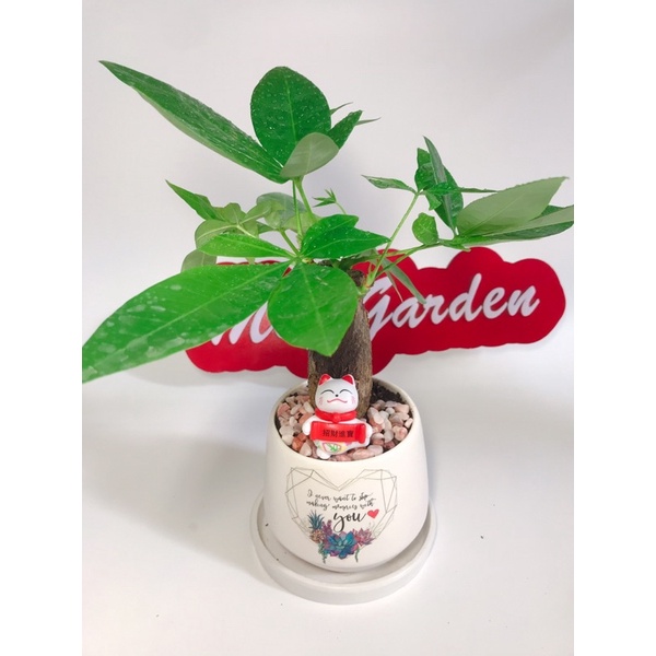 Kim ngân một thân