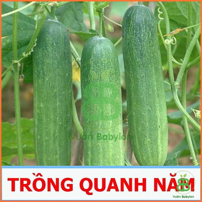 (NEW) Hạt Giống Dưa Leo F1 Dễ Trồng, Giòn Ngọt 2G