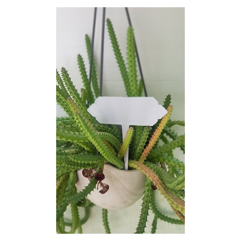 HomeBase SPRING Bộ 20 Bảng tên chậu cây hoa trang trí sân vườn Sz vừa của Thái Lan W8.5xD0.3H10.5cm màu trắng