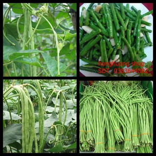 Hạt giống đậu đũa