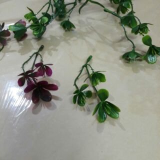 1 kg cỏ điểm