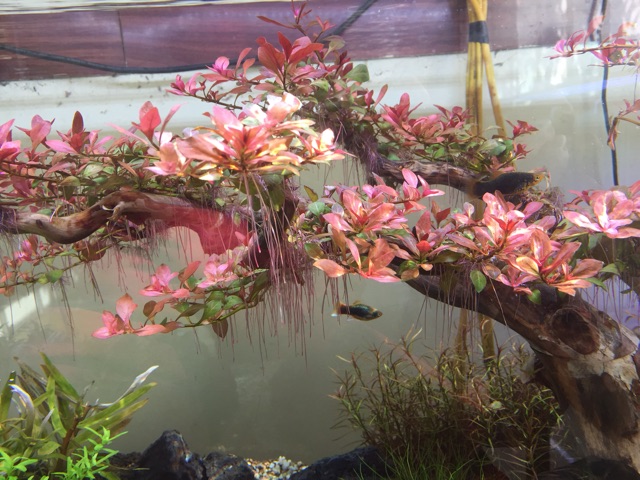 Bể cá thủy sinh Demo Thế Đào Tết