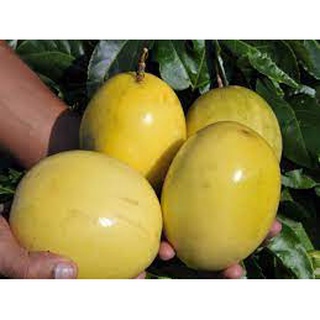 Cây chanh dây vàng ngọt khổng lồ Mỹ