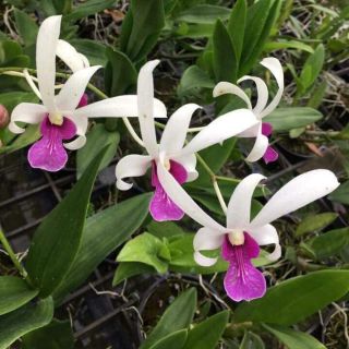 Nắng bà liễu, hoa thơm cây trưởng thành sắp hoa