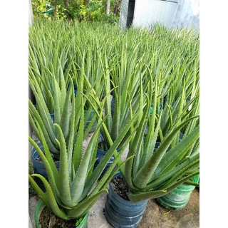cây nha đam mỹ trưởng thành
