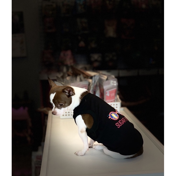 [Mẫu Thiết Kế] Áo Thú Cưng Chó Mèo In Hình Sugar Baby - Xiuxiu Giang