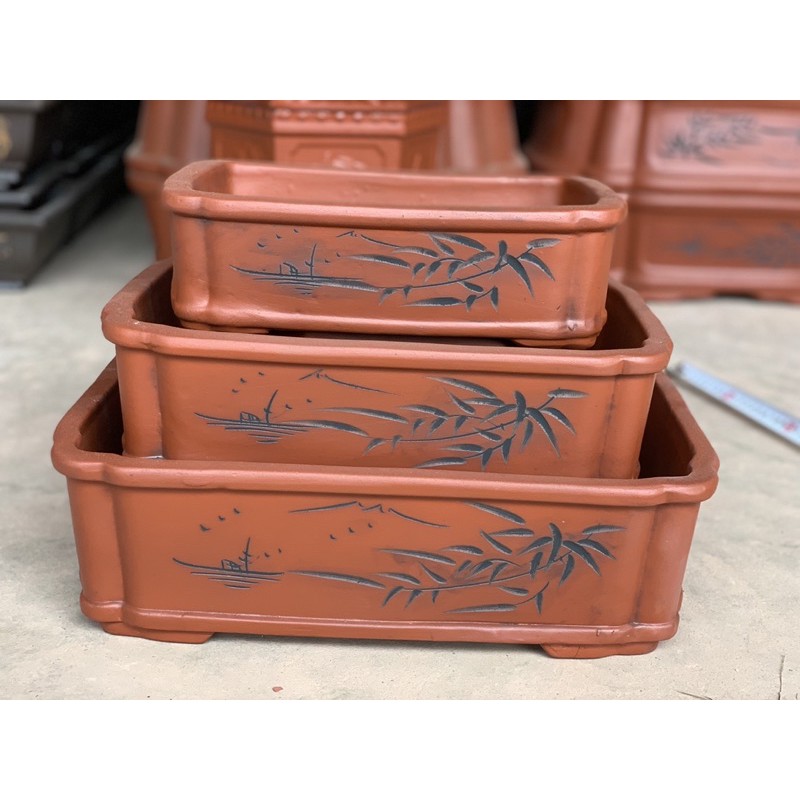 Ang trồng cây bonsai