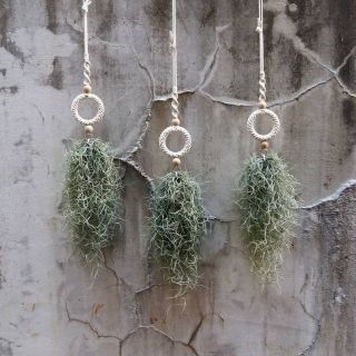 Set 3 dây treo cây không khí ❤️FREESHIP❤️ dây treo trang trí dây macramé trang trí