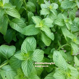 Gói 50 Hạt Giống Húng Thơm Trắng / Rau É Trắng / Rau Thơm Sả