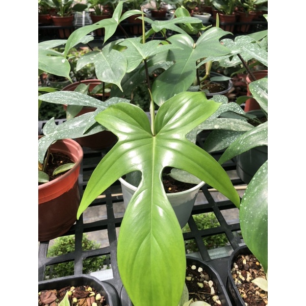 Cây trầu bà cánh én (Philodendron Florida Ghost)