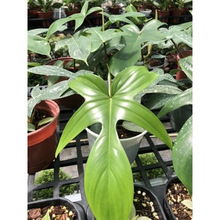 Cây trầu bà cánh én