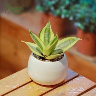 Cây lưỡi hổ mini để bàn
