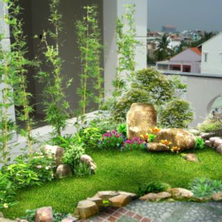 Cây 🌲 Trúc Quân Tử  bụi 3 cây ( 1m6 )
