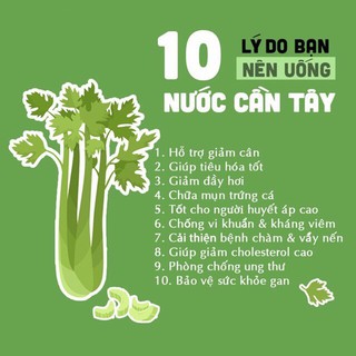 BỘT CẦN TÂY NGUYÊN CHẤT|Sấy Lạnh (hộp 500g)