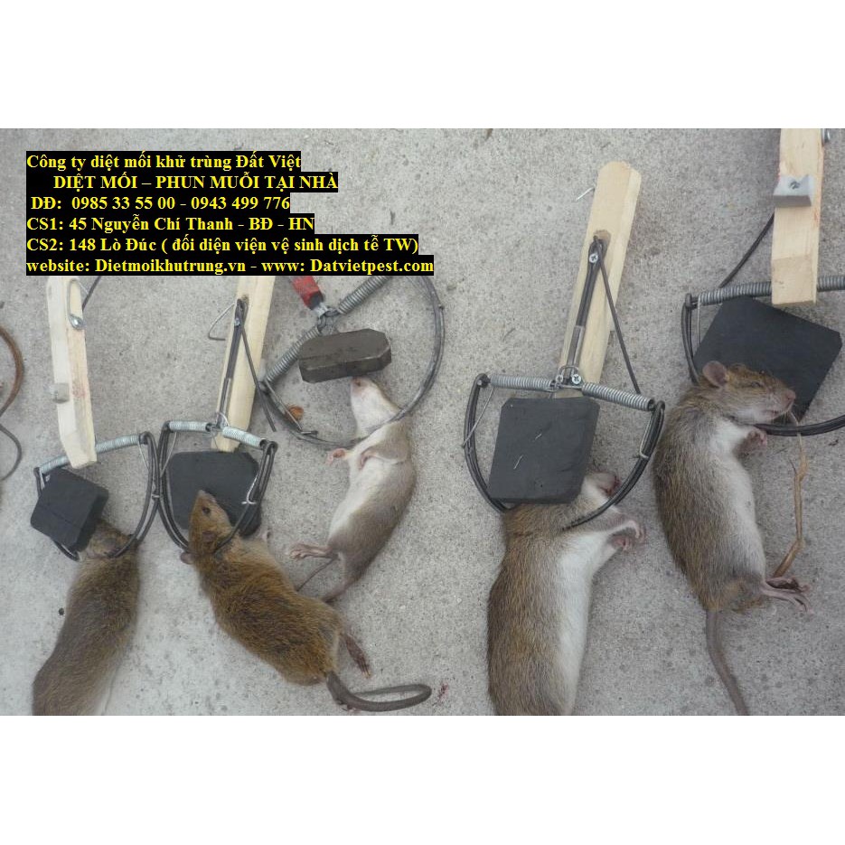 Bẫy diệt chuột bán nguyệt không cần mồi