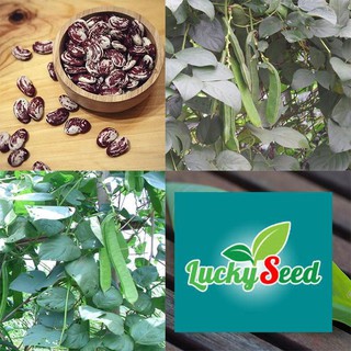 Gói 5 hạt giống đậu ngự huế nấu chè LUCKYSEED