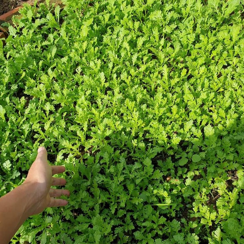 Hạt Giống Tần Ô Cúc Tẻ PN  - AN AN SAIGON