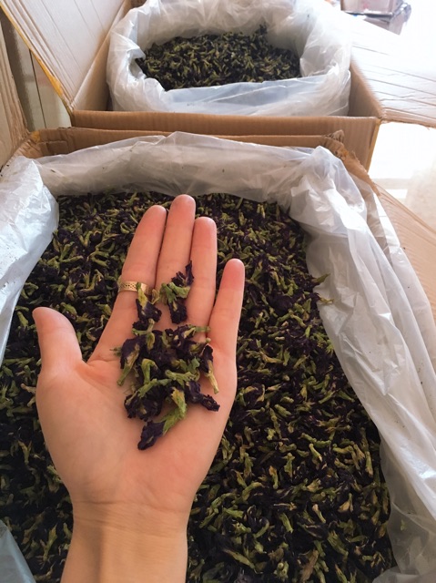 HOA ĐẬU BIẾC KHÔ NGUYÊN BÔNG. Giá tốt nhất.