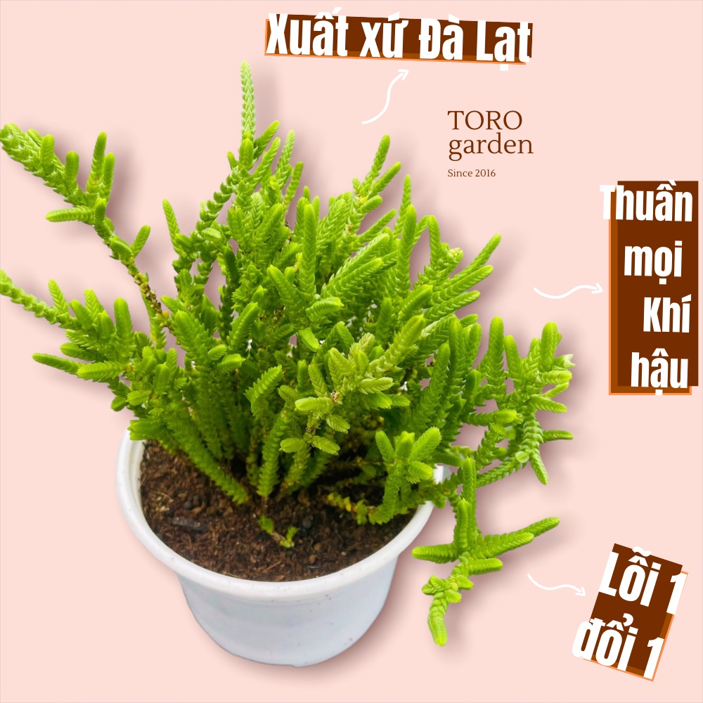 Cỏ trúc xanh Đà Lạt size trung bình cây cảnh trang trí nhà cửa Toro garden