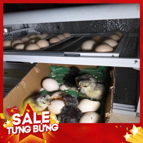 Máy ấp trứng đảo tự động 150 trứng
