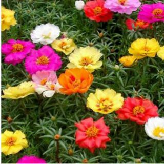 HẠT GIỐNG HOA MƯỜI GIỜ MIX (200 hạt)