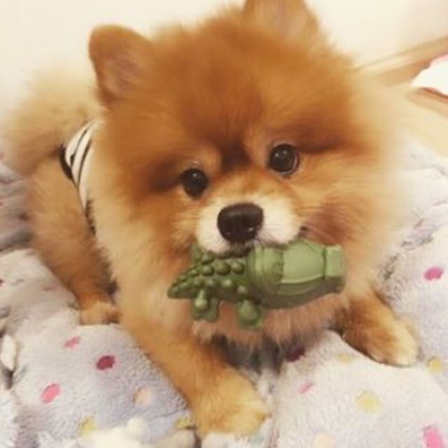 Snack gặm sạch răng hình cá sấu Crocgy 18g / 63g