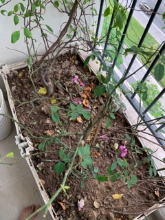 Sỉ hồng cổ