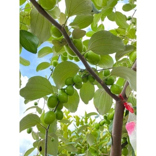 Cây 🌲 Táo Thái ( đang trái )