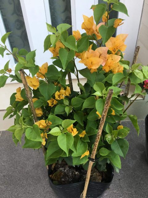 Chậu hoa giấy vàng leo.... siêu hoa☆☆☆☆☆