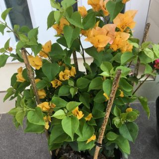 Cây 🌲 Chậu hoa giấy vàng leo.... siêu hoa☆☆☆☆☆