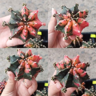 Xương rồng guym len