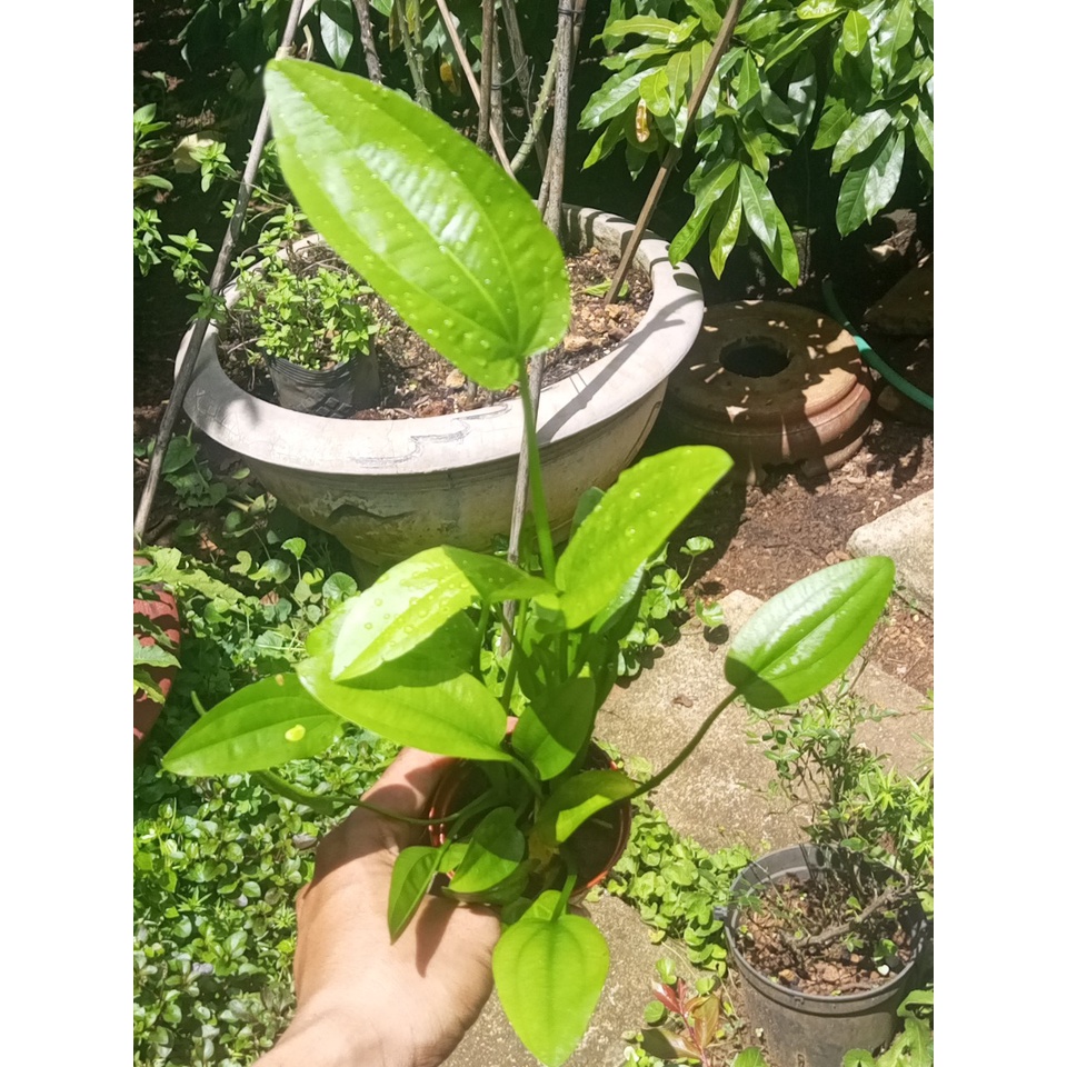 Chậu bách thủy tiên hoa kép 4-5 thân,cao 20-30cm,trang trí non bộ, tiểu cảnh hồ cá