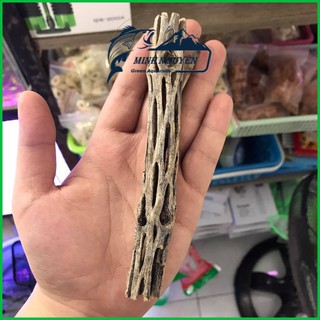 Lũa xương rồng Lũa Cholla Cactus Lũa cho tép cảnh
