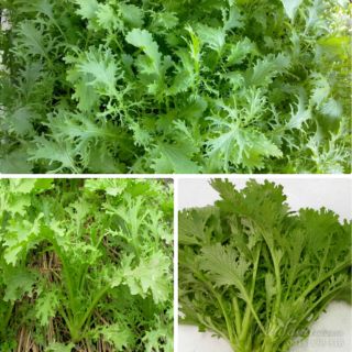 HẠT GIỐNG CẢI NGỌT ĐUÔI PHỤNG