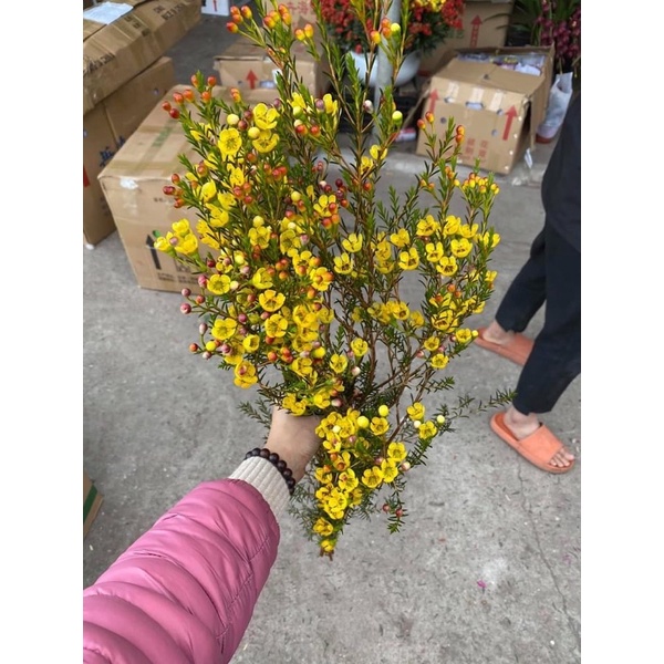 Hoa thanh liễu  chuyên sỉ