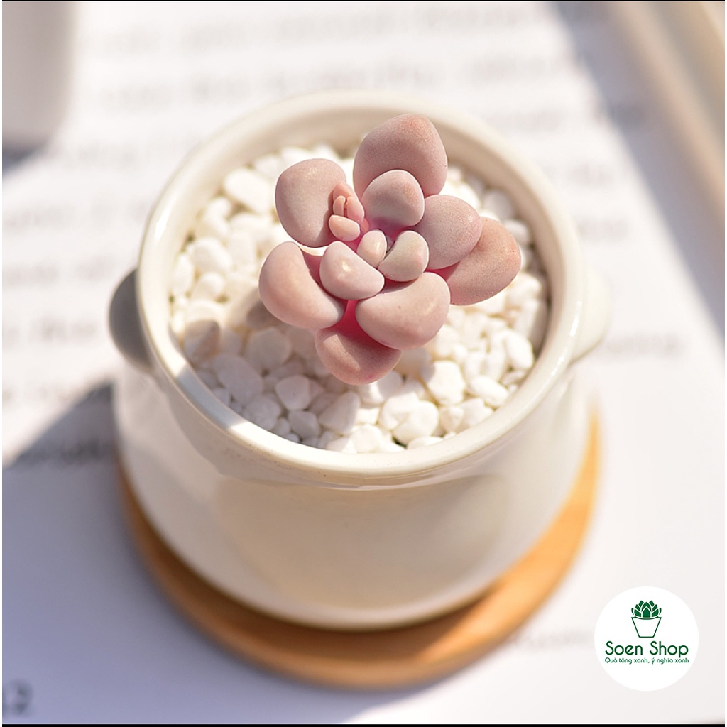 Sen đá Sỏi Hồng Full Size SOENSHOP 2.5-4cm, sen đá vỉ size mini để bàn, đã thuần khí hậu, Siêu khỏe, Đa dạng màu sắc
