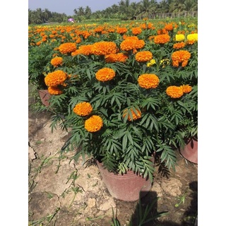 200 hạt giống cúc vạn thọ mỹ