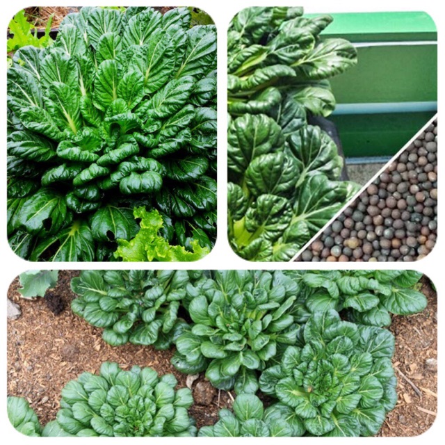 Hạt Giống Cải tatsoi, Cải thìa hoa hồng (có tên khoa học là Brassica narinosa) còn được gọi là cải hoa hồng