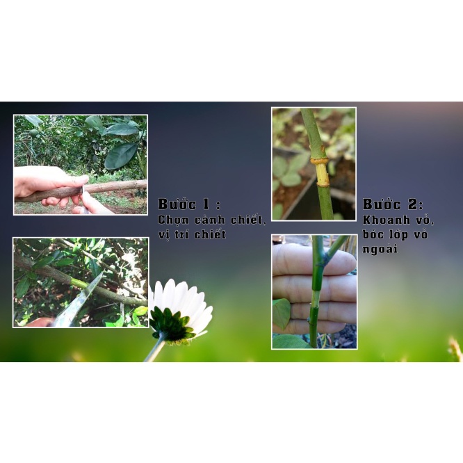 Bầu nhựa chiết cành, ươm cây thông minh đủ kích thước 4cm, 6cm, 10cm, 12cm