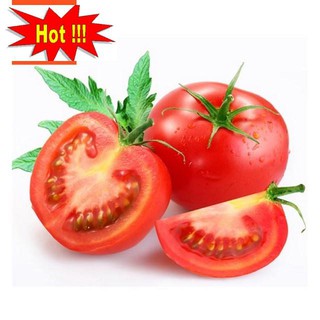 Hạt giống Cà chua F1 (MV)