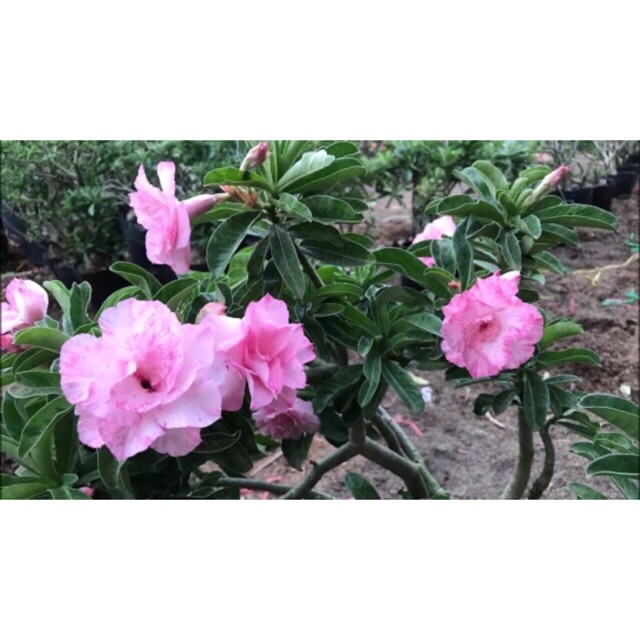 Sứ kỳ duyên (làng hoa sađéc)